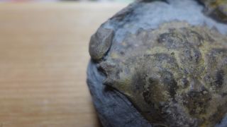 GEOLOGICAL ENTERPRISES Oligocene fossil crab Carcinus araucanus South America 3