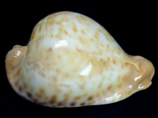 Seashell,  Cowry,  Cypraea Capricornica,