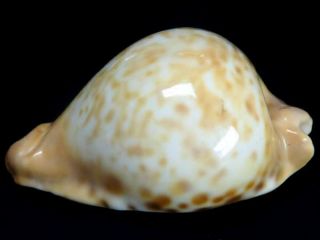 Seashell,  Cowry,  Cypraea Capricornica, 2