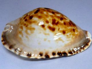 Seashell,  Cowry,  Cypraea Marginata Consueta