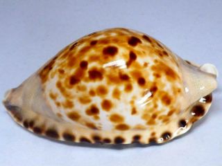 Seashell,  Cowry,  Cypraea Marginata Consueta 2