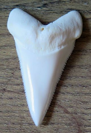 2.  098 " Lower Nature Modern Great White Shark Tooth (teeth)
