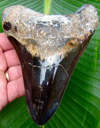 Megalodon Shark Tooth - Over 5 & 9/16 In.  Real Fossil Sharks Teeth - Jaw