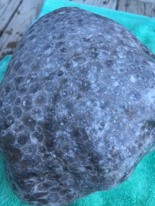 Large Unpolished Petoskey Stone 12 Pounds Great Markings,  Hexagonaria