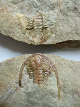 Rare Trilobite Apatokephalus Sp. ,  Ordovician,  Tremadoc,  Fezouata,  Morocco