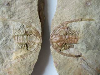 Rare trilobite Apatokephalus sp. ,  ordovician,  Tremadoc,  Fezouata,  Morocco 3