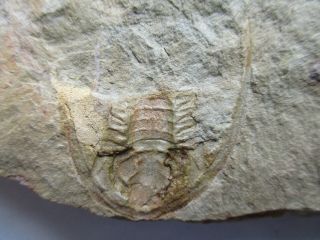 Rare trilobite Apatokephalus sp. ,  ordovician,  Tremadoc,  Fezouata,  Morocco 5