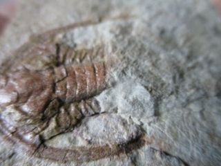 Rare trilobite Apatokephalus sp. ,  ordovician,  Tremadoc,  Fezouata,  Morocco 6