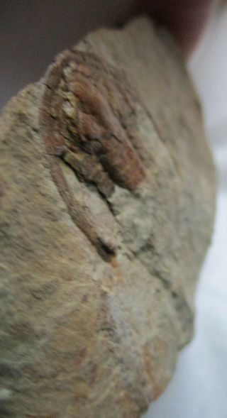 Rare trilobite Apatokephalus sp. ,  ordovician,  Tremadoc,  Fezouata,  Morocco 7