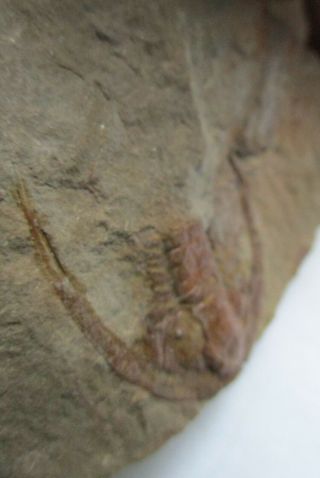 Rare trilobite Apatokephalus sp. ,  ordovician,  Tremadoc,  Fezouata,  Morocco 8