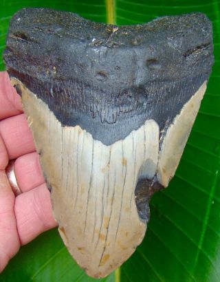 Megalodon Shark Tooth 5 & 1/8 In.  Huge Size - Real Fossil - No Restorations