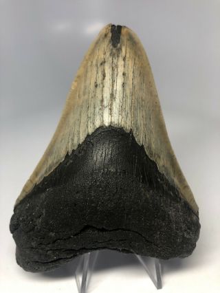 Megalodon Shark Tooth 4.  36” Serrated - Real - Rare Fossil 4057