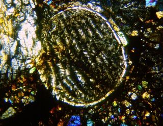 Meteorite NWA 4723 - L3 Chondrite Thin Section microscope slide 5