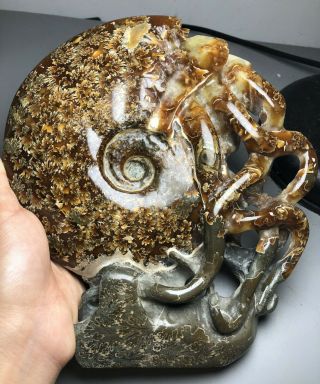 1575g Madagascar Rare Split Ammonite Fossil Specimen Shell Healing A752