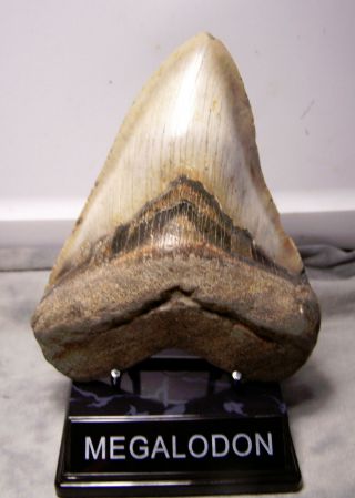 6 1/8 " Megalodon Tooth Shark Teeth Fossil Jaw Megladon Massive Meg W/display
