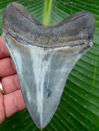 Megalodon Shark Tooth 4 & 7/16 In.  Blue/grey - Ultra Serrated - No Restorations