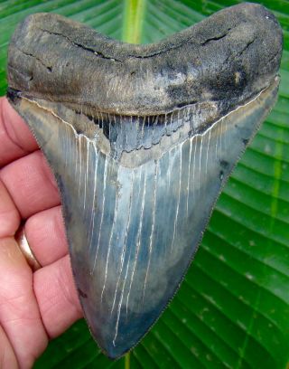 Megalodon Shark Tooth 4 & 7/16 in.  BLUE/GREY - ULTRA SERRATED - NO RESTORATIONS 2