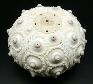 Extremely Rarely Offered: Phyllacanthus Parvispinus 60.  5 M Australia Sea Urchin
