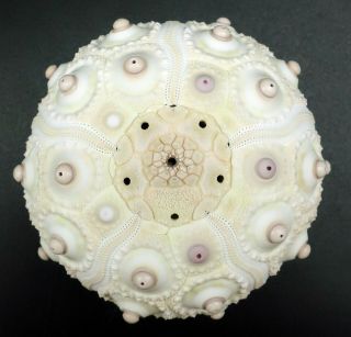 Extremely rarely offered: Phyllacanthus parvispinus 60.  5 m Australia sea urchin 2