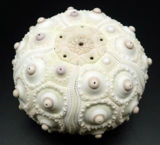 Extremely rarely offered: Phyllacanthus parvispinus 60.  5 m Australia sea urchin 3