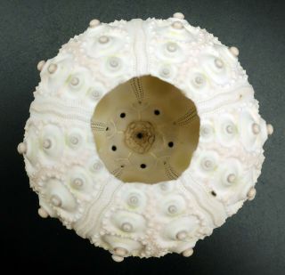 Extremely rarely offered: Phyllacanthus parvispinus 60.  5 m Australia sea urchin 4