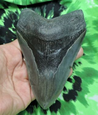 Megalodon Sharks Tooth 5 1/8  inch NO RESTORATIONS fossil sharks teeth tooth 4