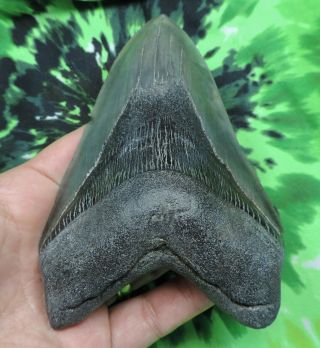 Megalodon Sharks Tooth 5 1/8  inch NO RESTORATIONS fossil sharks teeth tooth 7