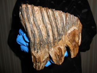 Fossil Tooth Of A Woolly Mammoth！,  ！100 Real Pleistocene Fossil！！807