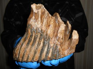 Fossil Tooth of a Woolly Mammoth！,  ！100 REAL PLEISTOCENE fossil！！807 4