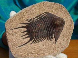 High Detail Devonian Trilobite Fossil Large 4.  3 " Inches
