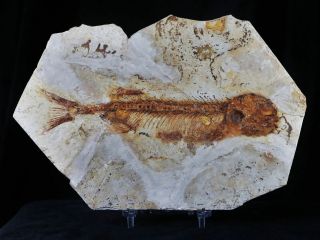 Xxl 6 In Lycoptera Davidi Fossil Fish Plate Specimen Jurassic China Stand