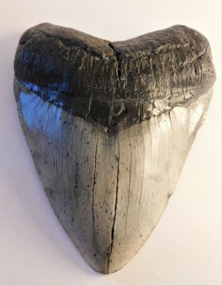The Real Jaws 5 3/8 " Megalodon Shark Tooth / All Natural / No Repairs / Enjoy