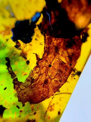 S72 - Strange Leaf In Fossil Burmite Insect Amber Cretaceous Dinosaur Age