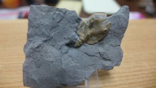 Geological Enterprises Ordovician Cystoid,  2 Pleurocystites Squamosus Canada