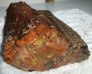 Arizona Rainbow Petrified Wood Natural Bark Fossil Rough Rare Solid Slab 11 Lbs