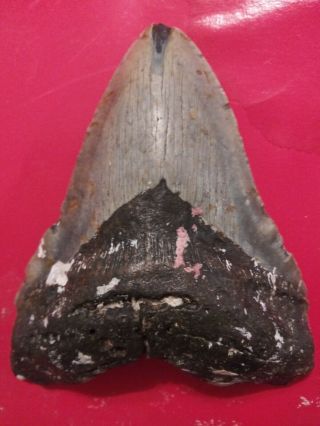6.  12 " Megalodon Shark Tooth Fossil 100 Authentic - Huge