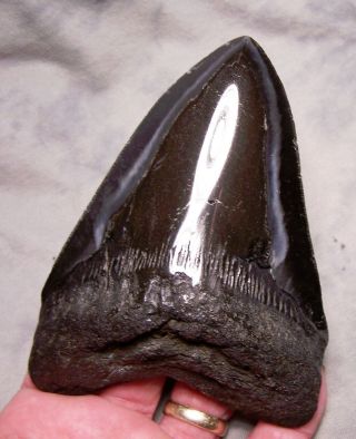 5 1/8 " Megalodon Shark Tooth Teeth Stunning Color Jaw Diamond Polished Fossil