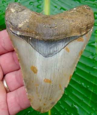 Megalodon Shark Tooth Almost 4 - Real Fossil Sharks Teeth - No Restorations