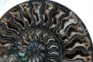 RARE 1 - n - 100 BLACK Ammonite PAIR Deep Crystals 110myo FOSSIL 210mm 8.  4 