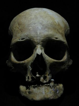 Human Skull 1:1 Scale.  As Seen On Netflix.