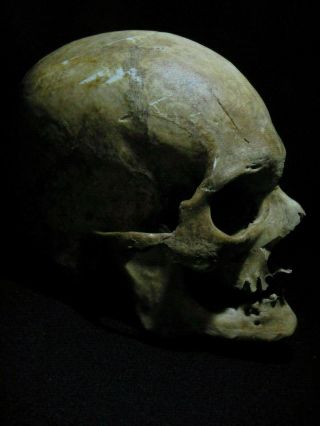 Human Skull 1:1 Scale.  As seen on Netflix. 3