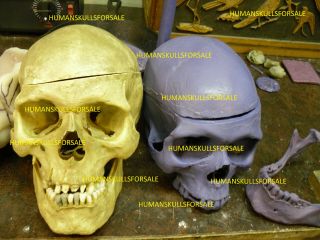 Human Skull 1:1 Scale.  As seen on Netflix. 9