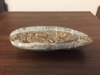 Rhacolepis Fossil Fish From Brazil 7 Inches Long
