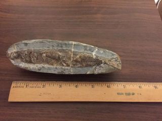 Rhacolepis Fossil Fish From Brazil 7 inches Long 3