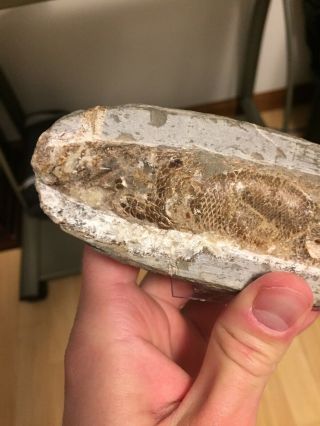 Rhacolepis Fossil Fish From Brazil 7 inches Long 4