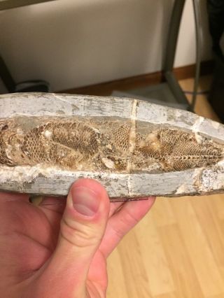 Rhacolepis Fossil Fish From Brazil 7 inches Long 5