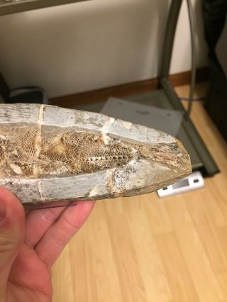 Rhacolepis Fossil Fish From Brazil 7 inches Long 6