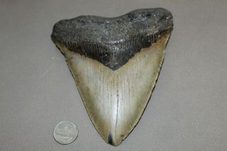 Megalodon Fossil Giant Shark Teeth Ocean No Repair 5.  87 " Huge Tooth