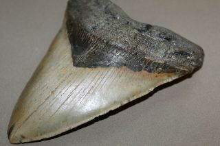 MEGALODON Fossil Giant Shark Teeth Ocean No Repair 5.  87 