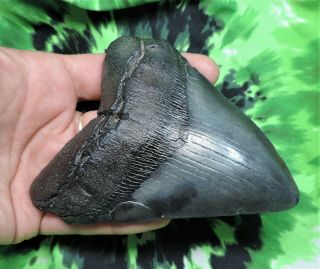 Megalodon Sharks Tooth 4 1/2  inch NO RESTORATIONS fossil sharks teeth tooth 2